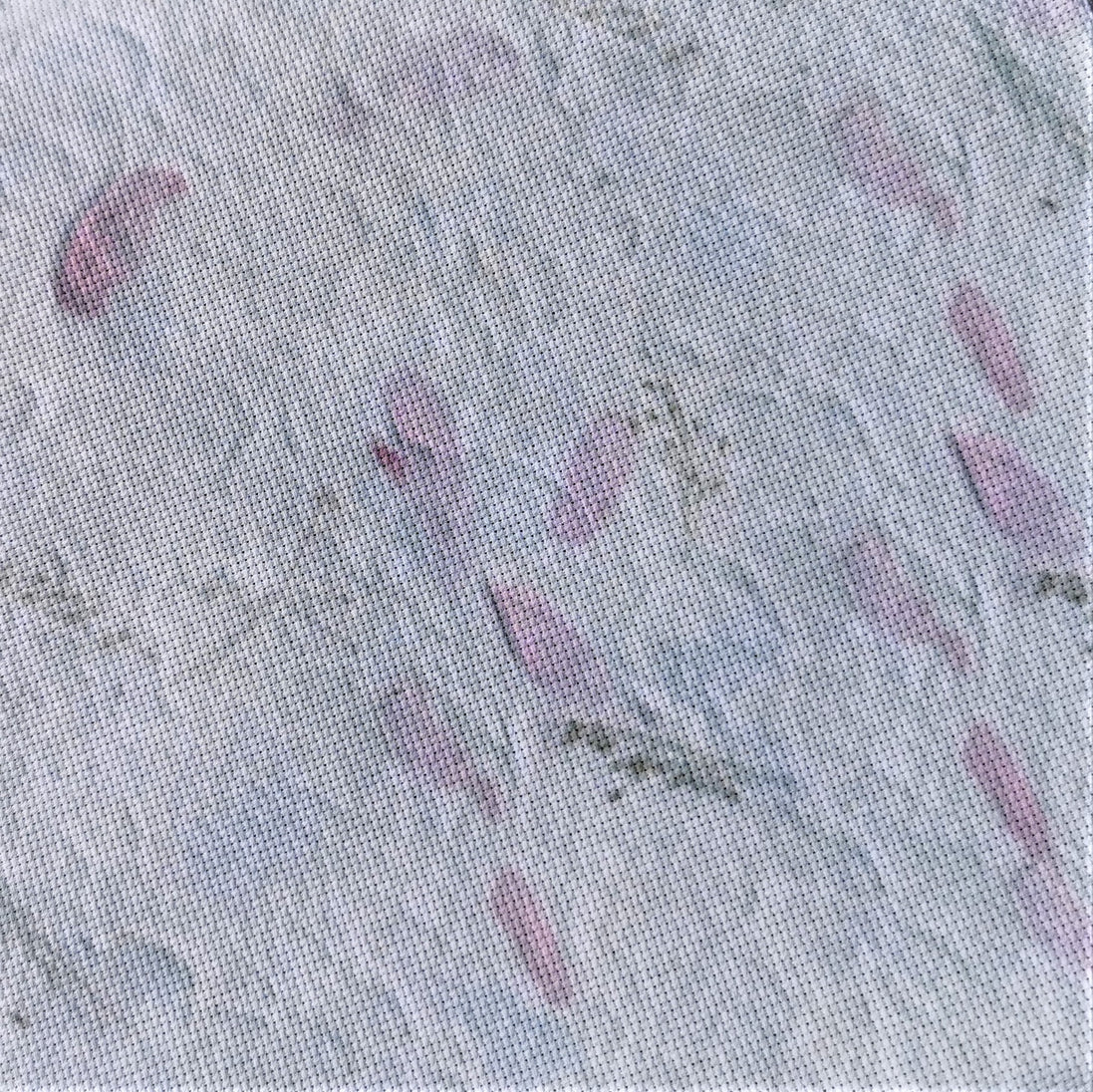Aida / Evenweave - Petal Parchment (printed)